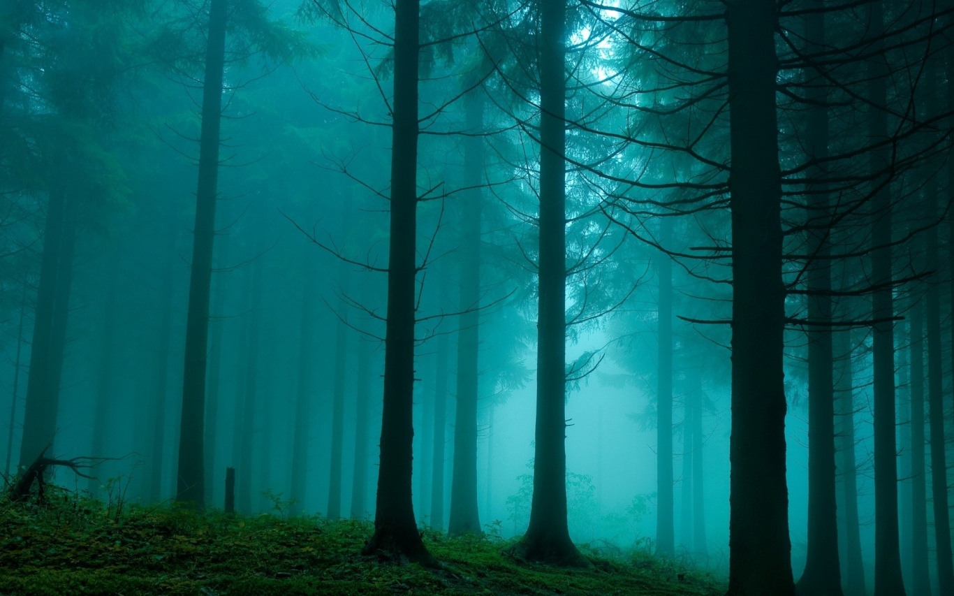 Foggy Forest Wallpaper Stock Photos