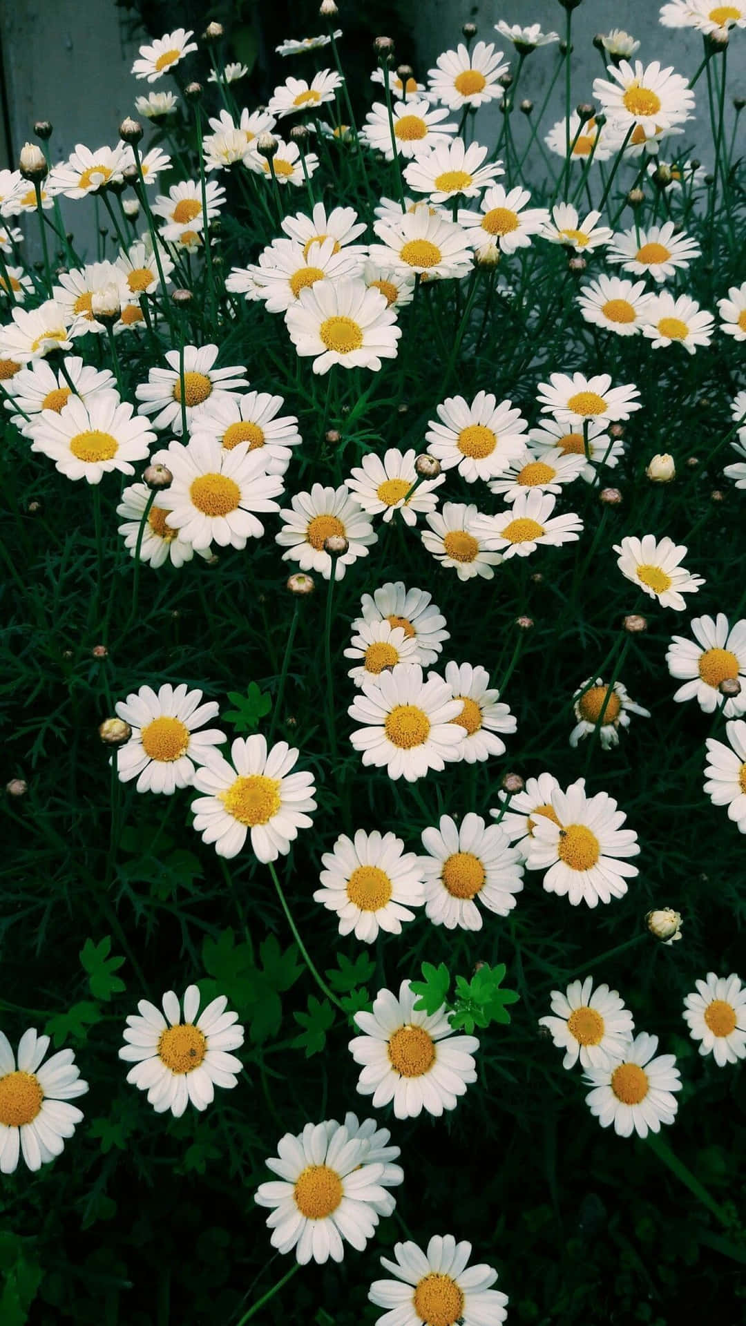 Aesthetic Daisy Wallpaper