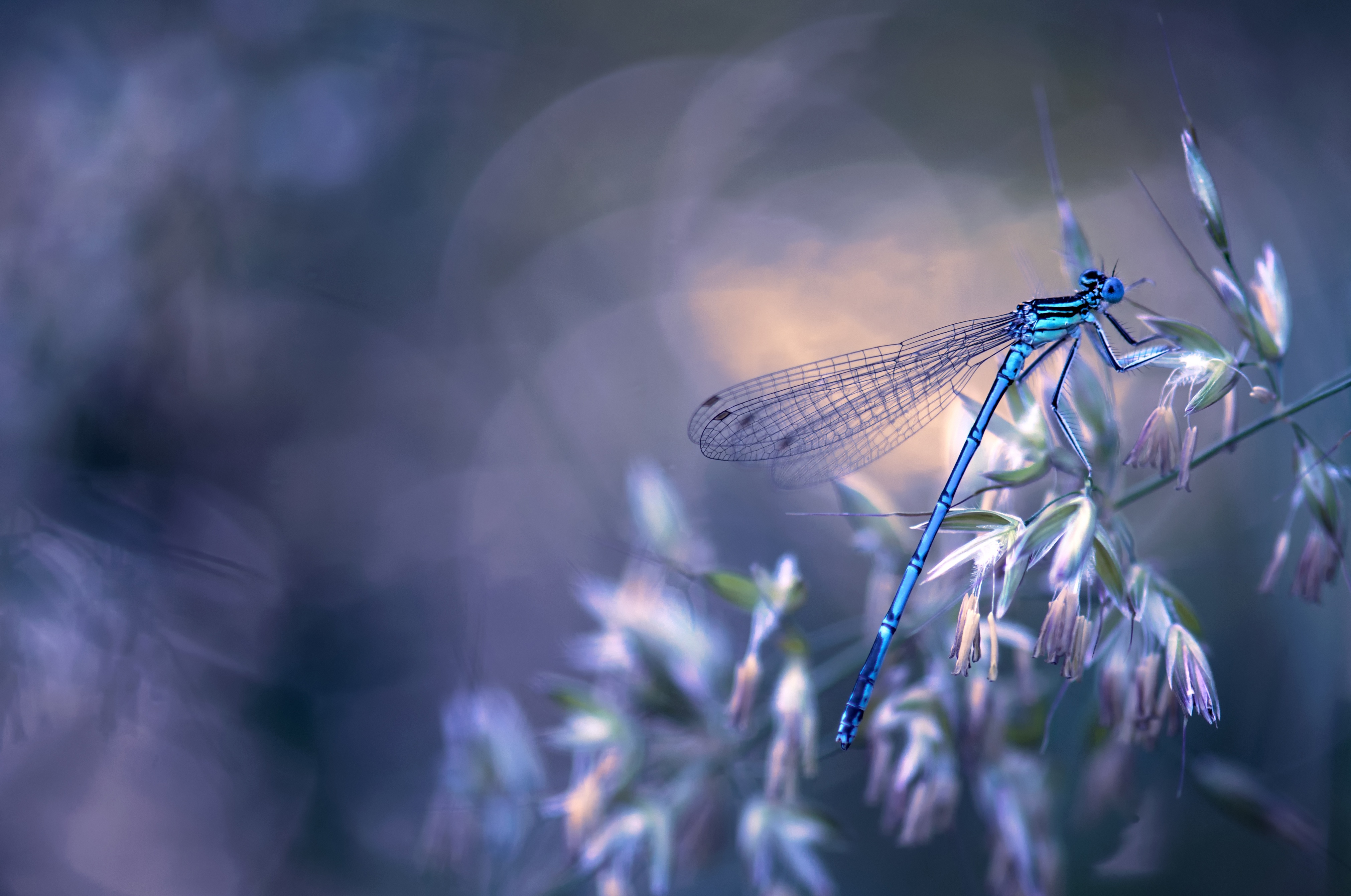 Insects Wallpaper