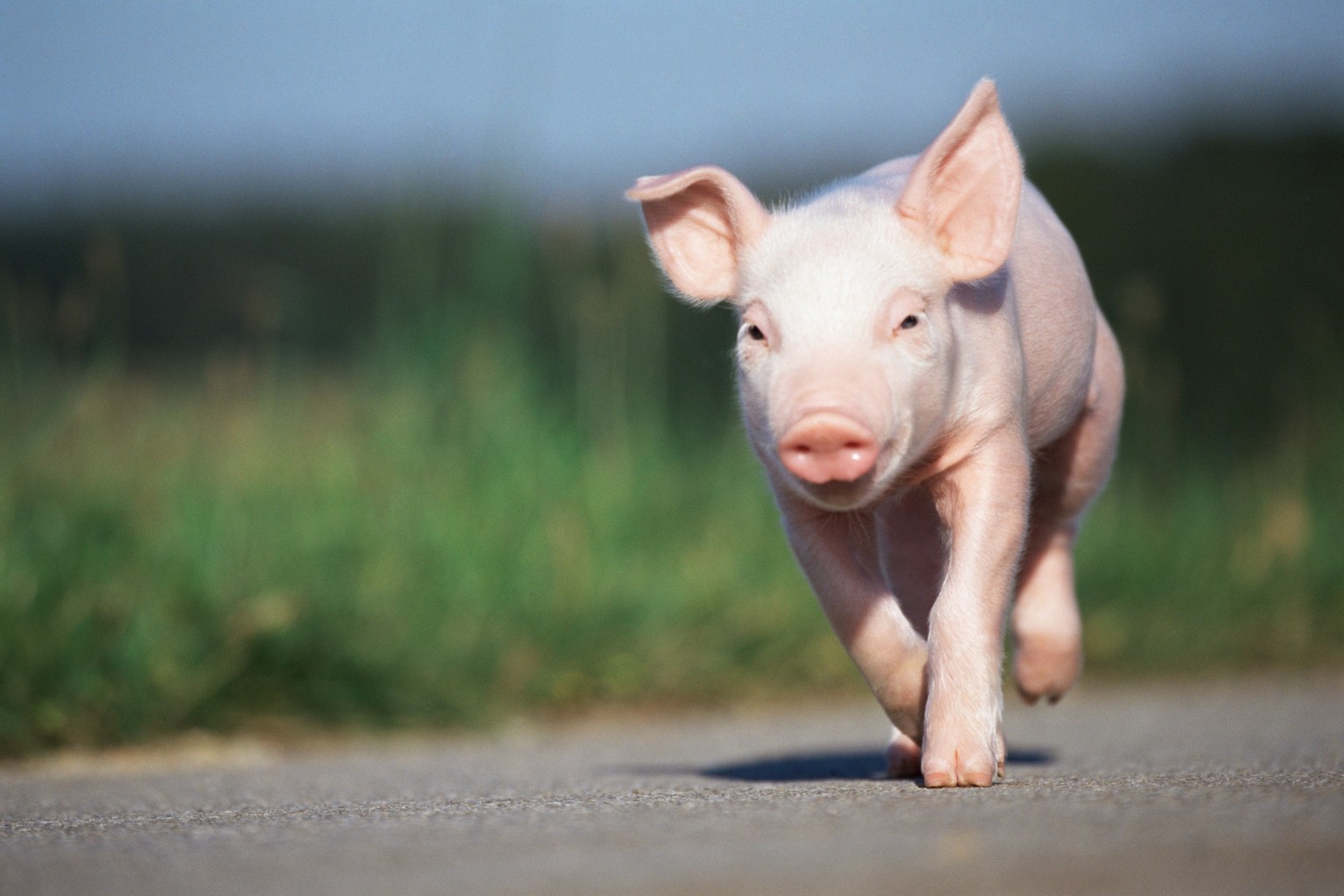 Pictures Of Cute Baby Pigs Desktop Background