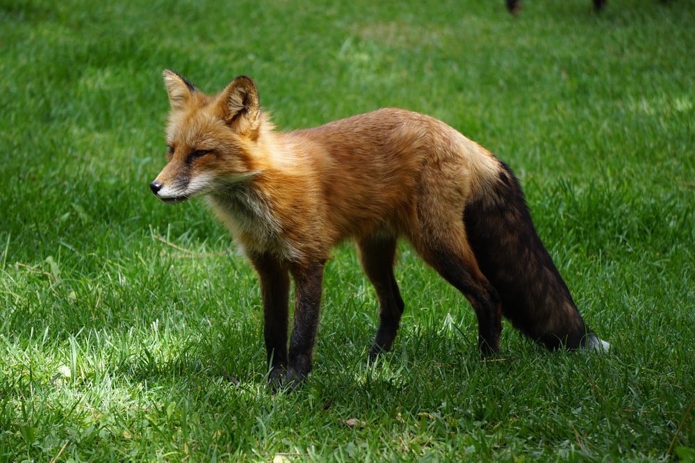 Red And Black Fox On Green Grass Photo Image
