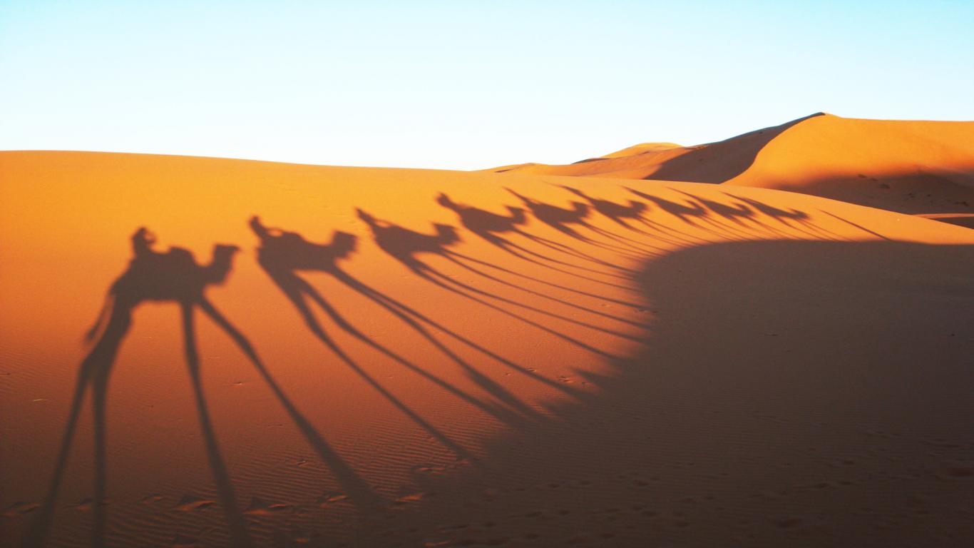 Camels Shadow In Sahara Desert Wallpaper Travel HD