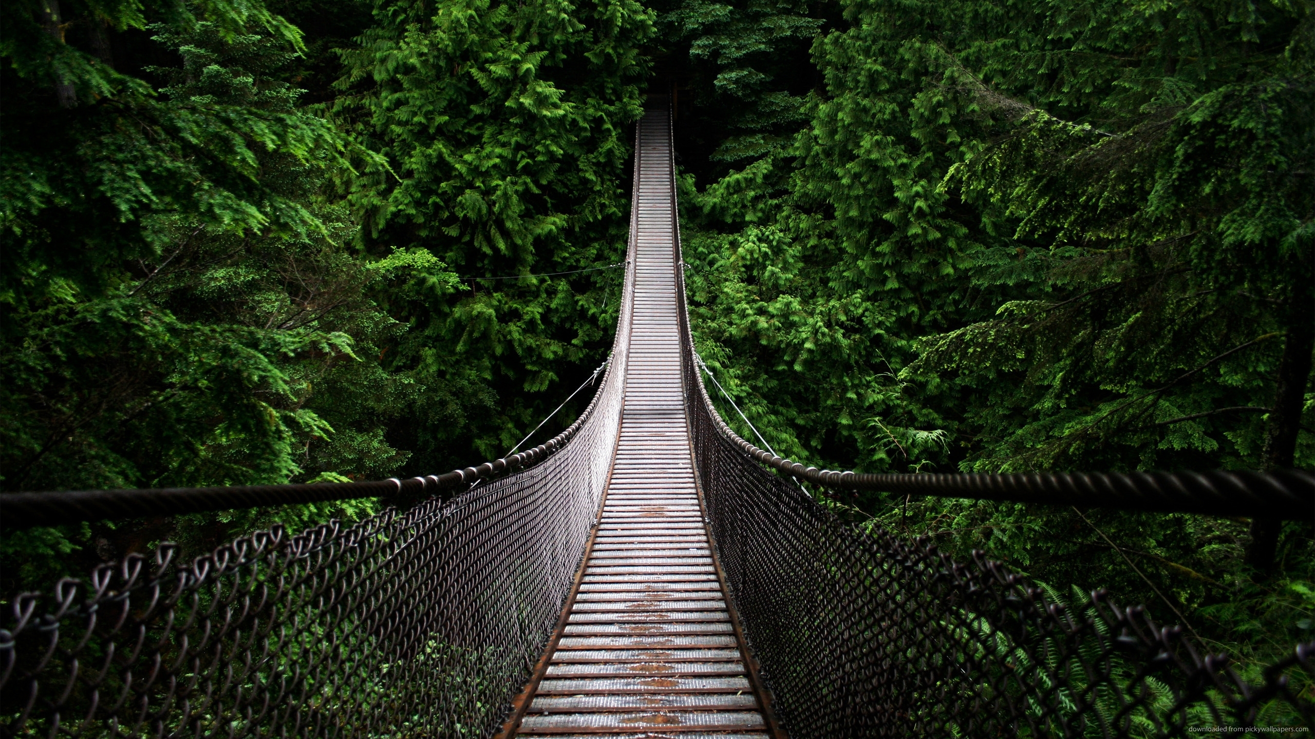 Download 2560x1440 Bridge Into The Woods Wallpaper