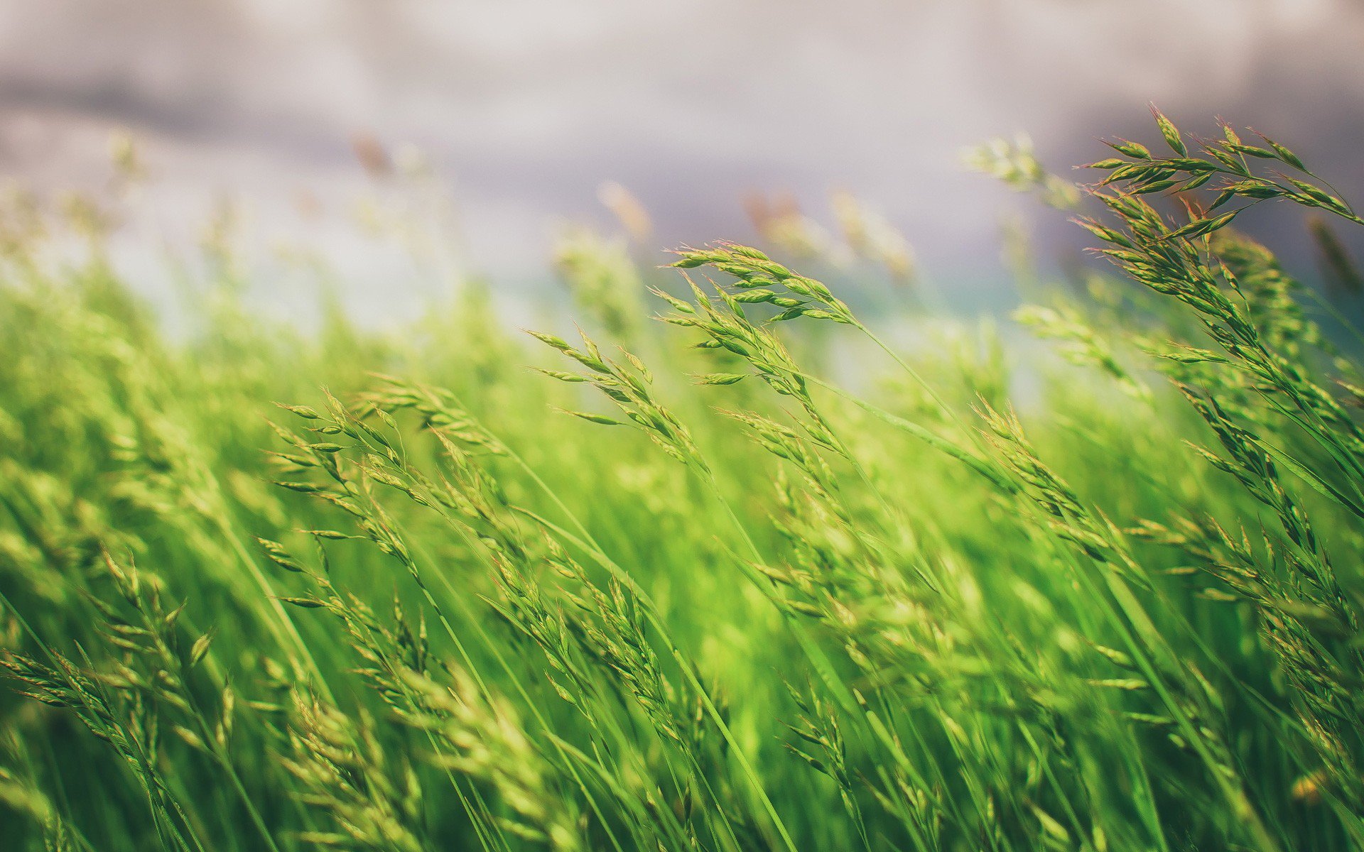 Grass Field Wallpaper HD Nature 4k Image