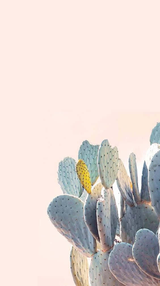 Cactus iPhone Wallpaper