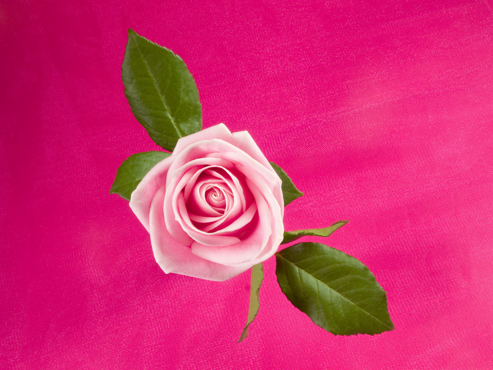 Rose In Deep Pink Desktop Pc And Mac Wallpaper