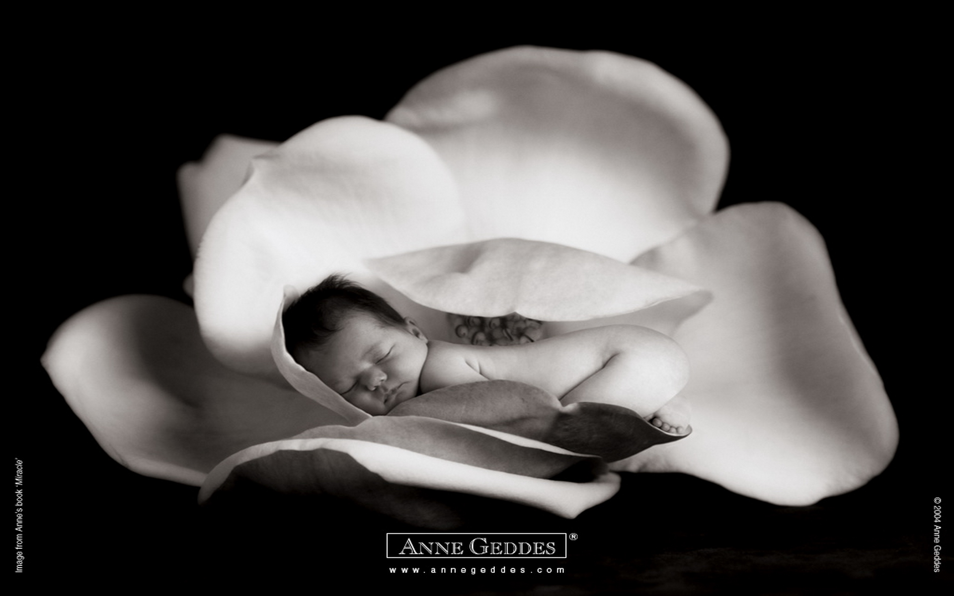 Anne Geddes Wallpaper Photos Widescreen Baby Flowers