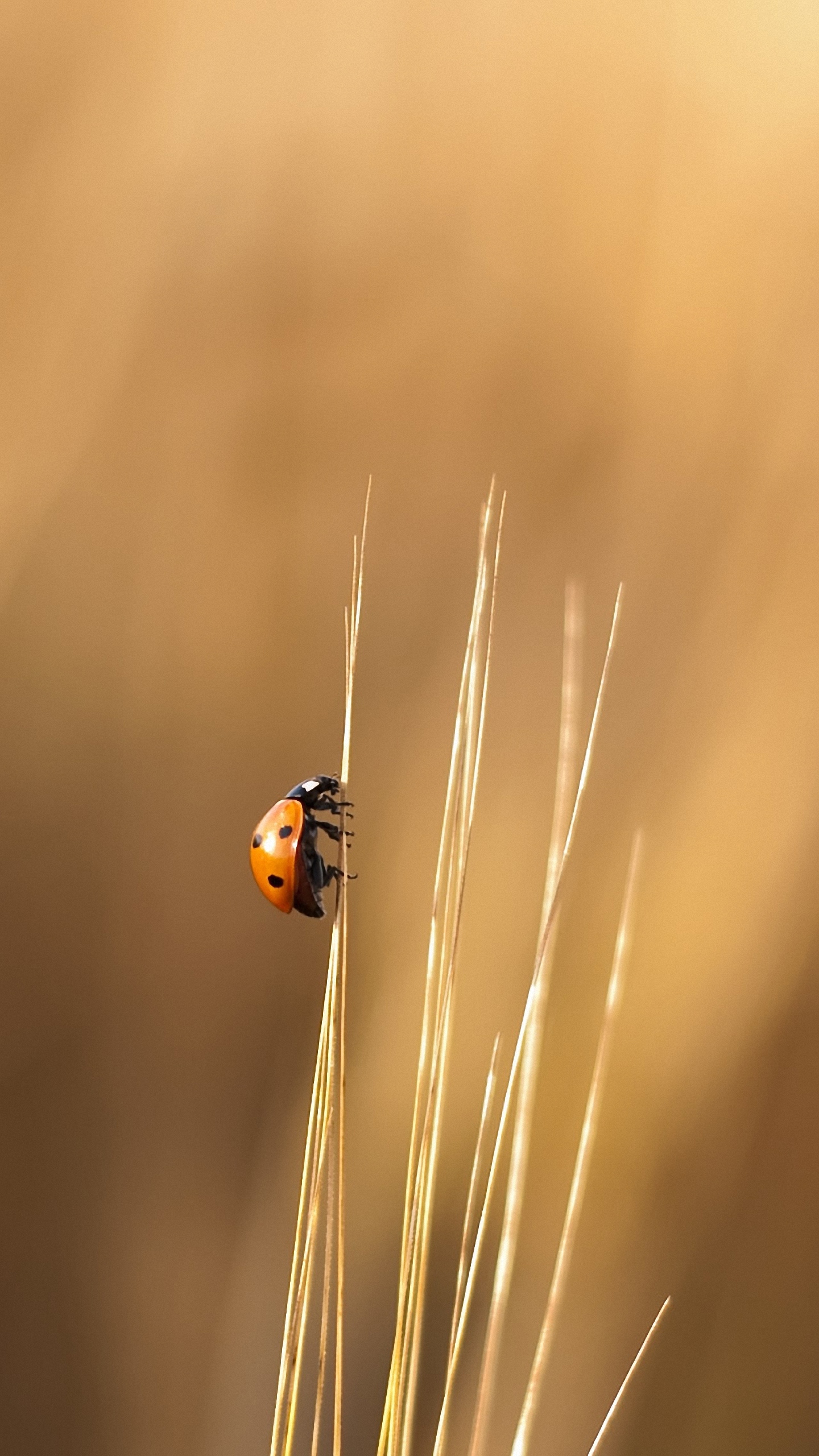 Ladybeetle Wallpaper For Htc Desire Back To