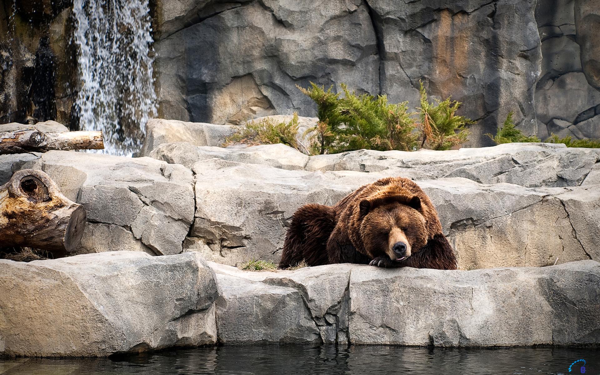 Wallpaper Grizzly Bear At A Pond X Widescreen Desktop