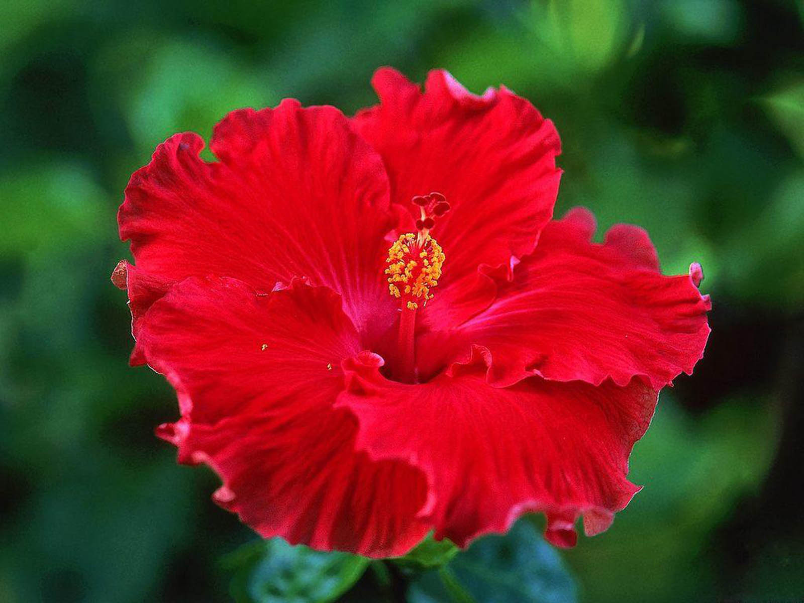 Hibiscus Wallpaper