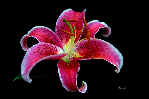 Moments Passions And Pleasures My Passion For Stargazer Lillies
