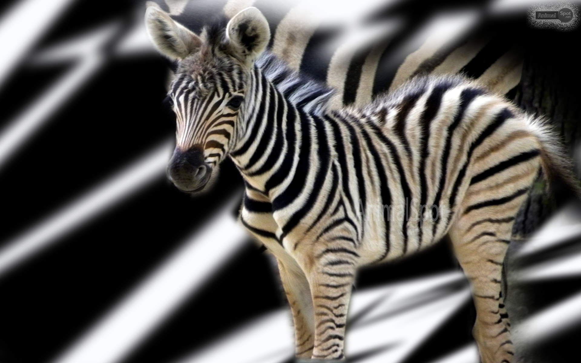 Baby Zebra Wallpaper Desktop Background