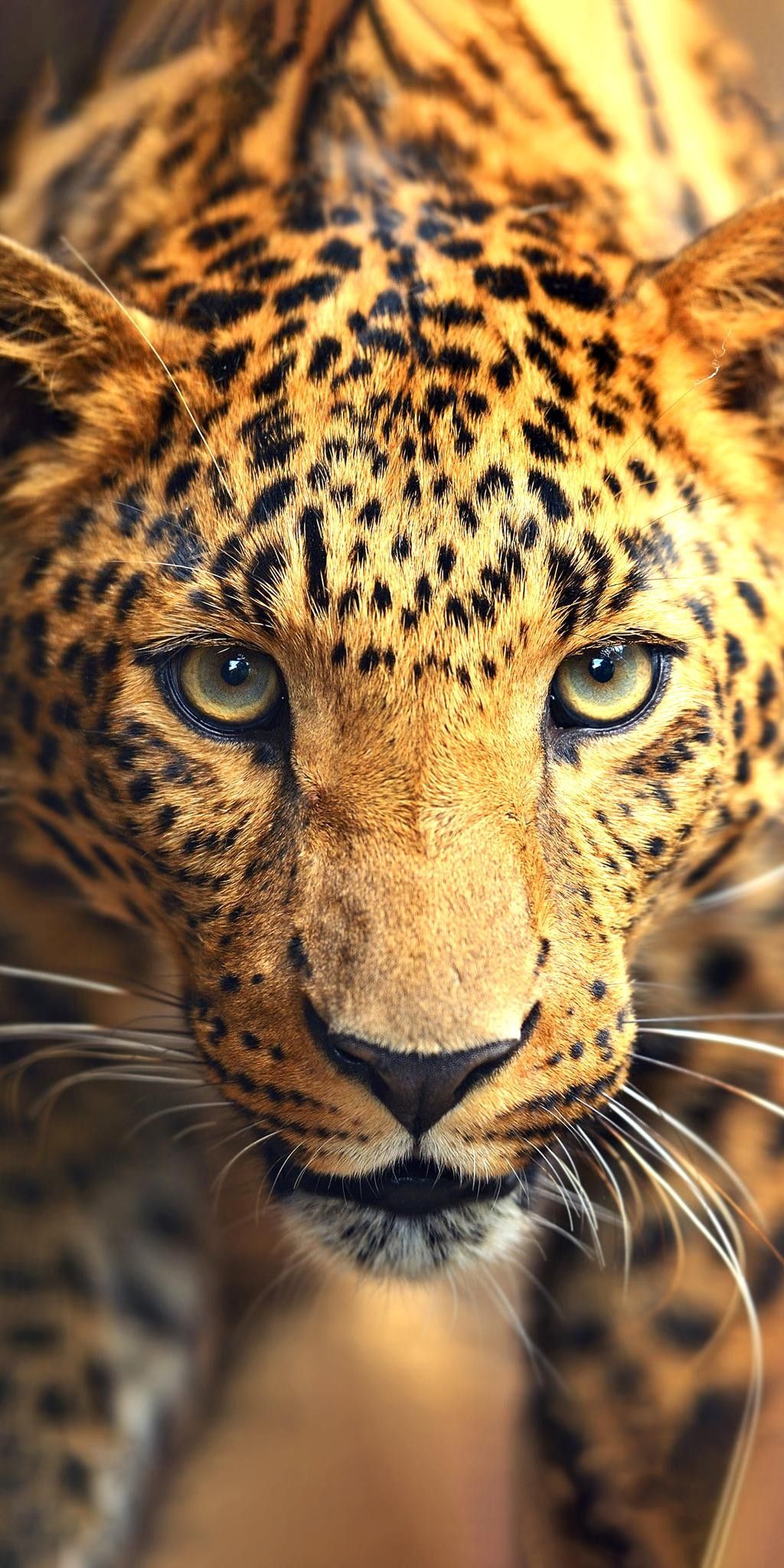 Cool Cute Animal iPhone Wallpaper Image