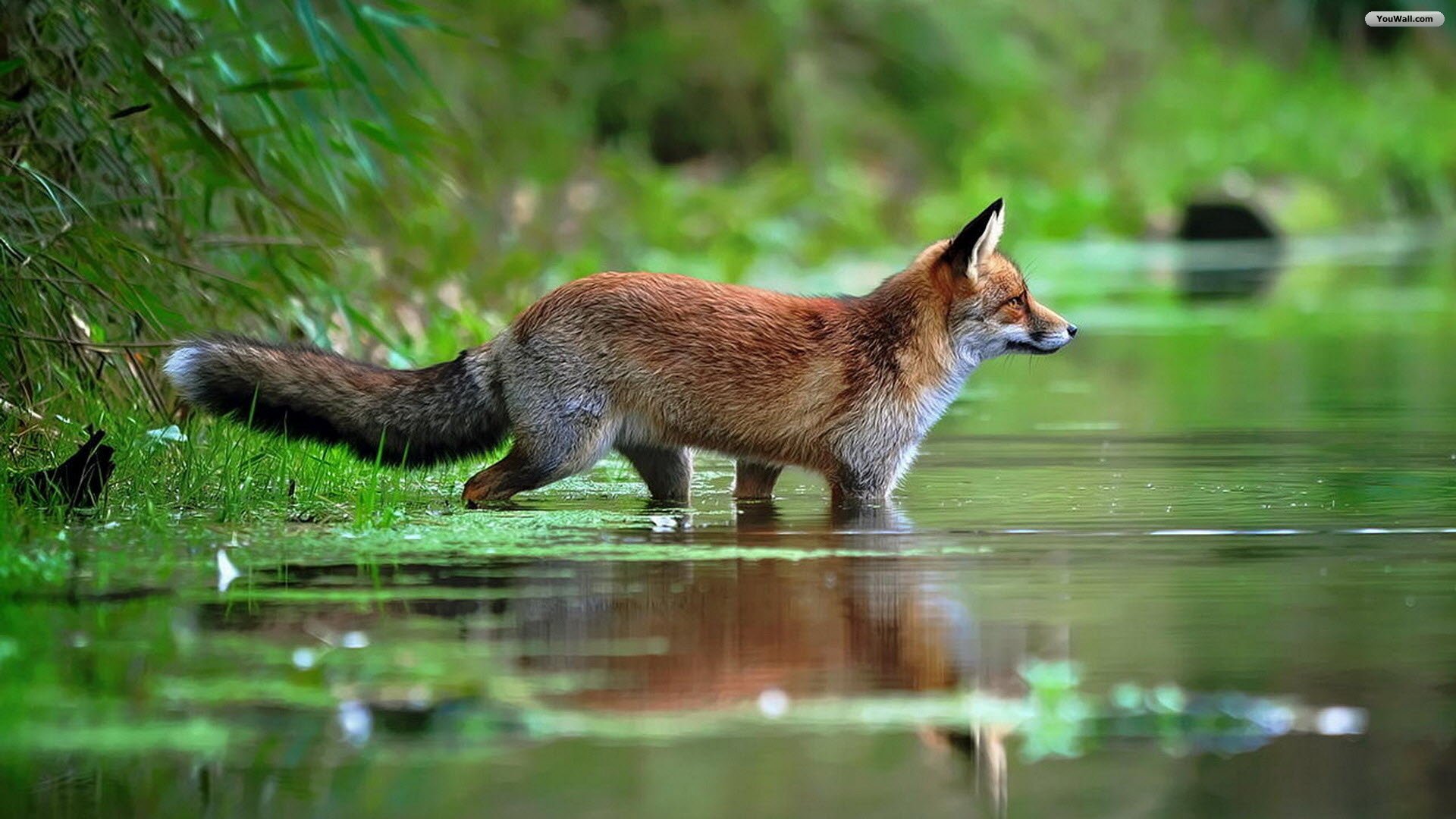 Red Fox Wallpaper Photo Desktop
