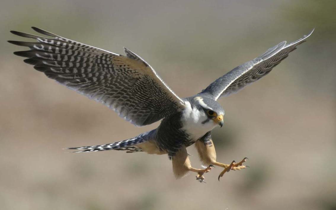 All About Animal Wildlife Peregrine Falcon Wallpaper