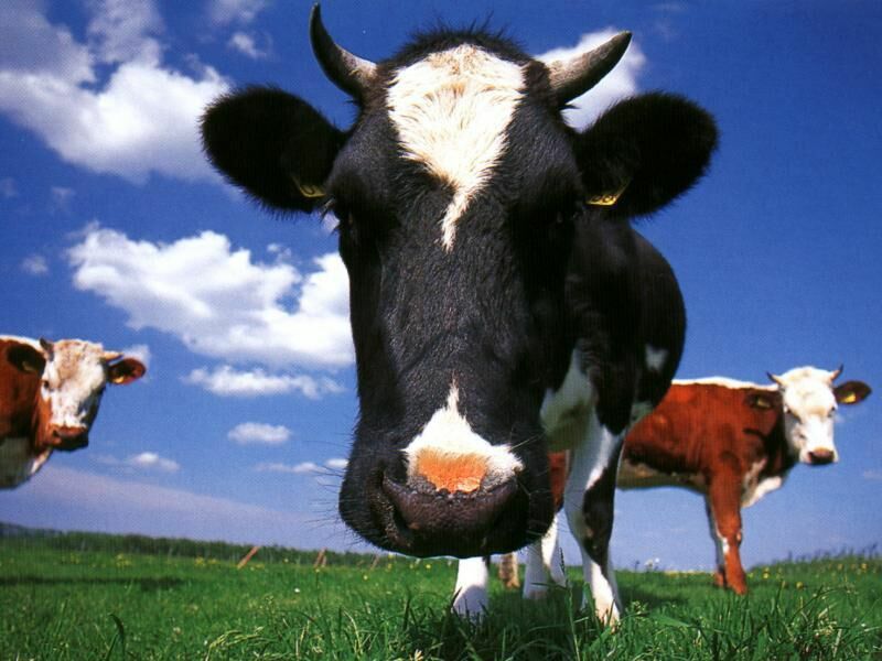 Cow Wallpapers Images and animals Cow pictures 642 800x600