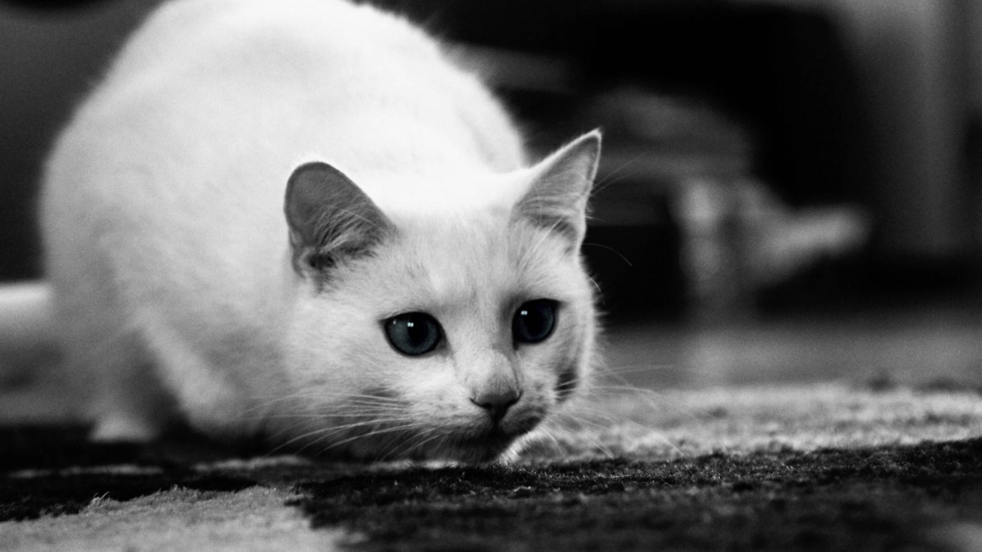 Top Cute Black And White Wallpaper Full HD 4k To Use