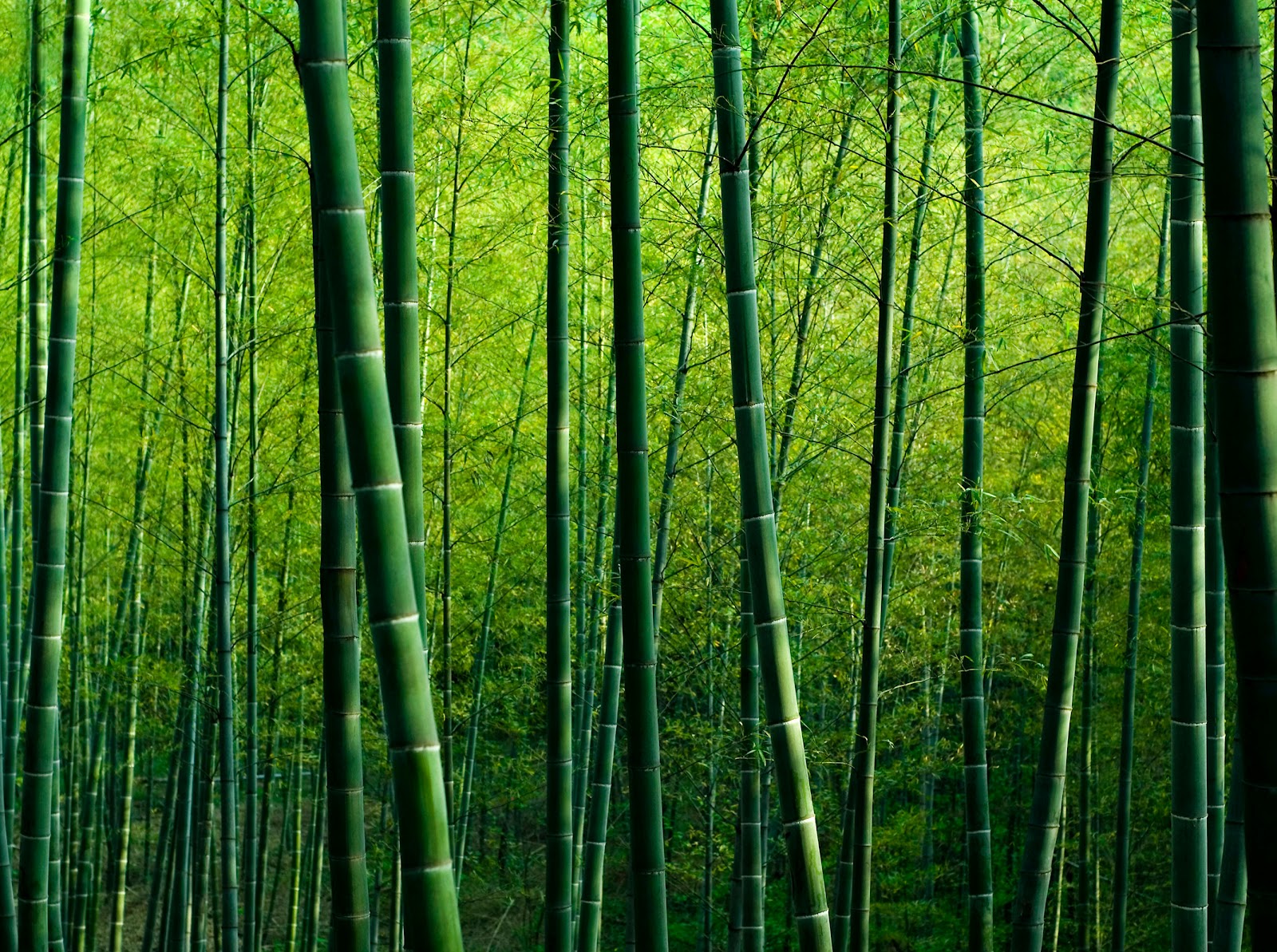 Definition Wallpaper Photo Bamboo Html
