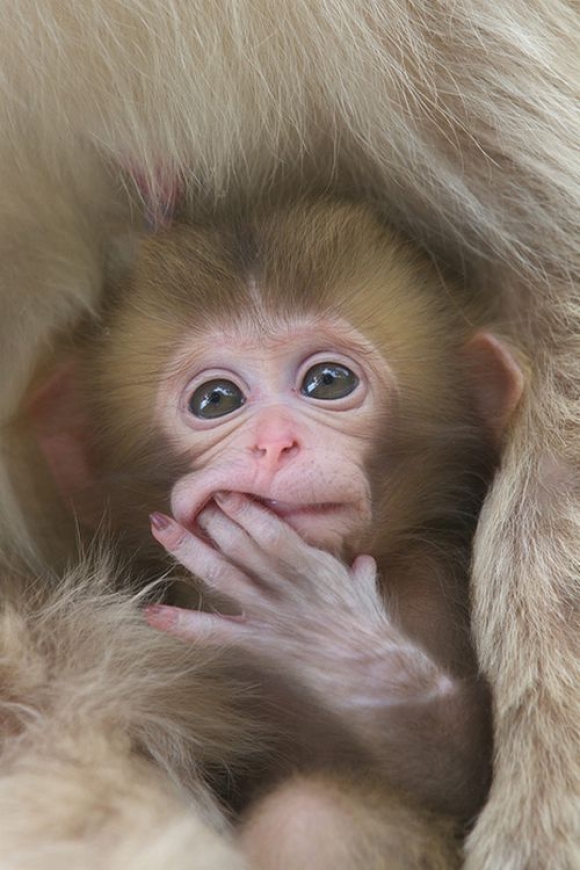 Baby Monkey Just Cute Animals
