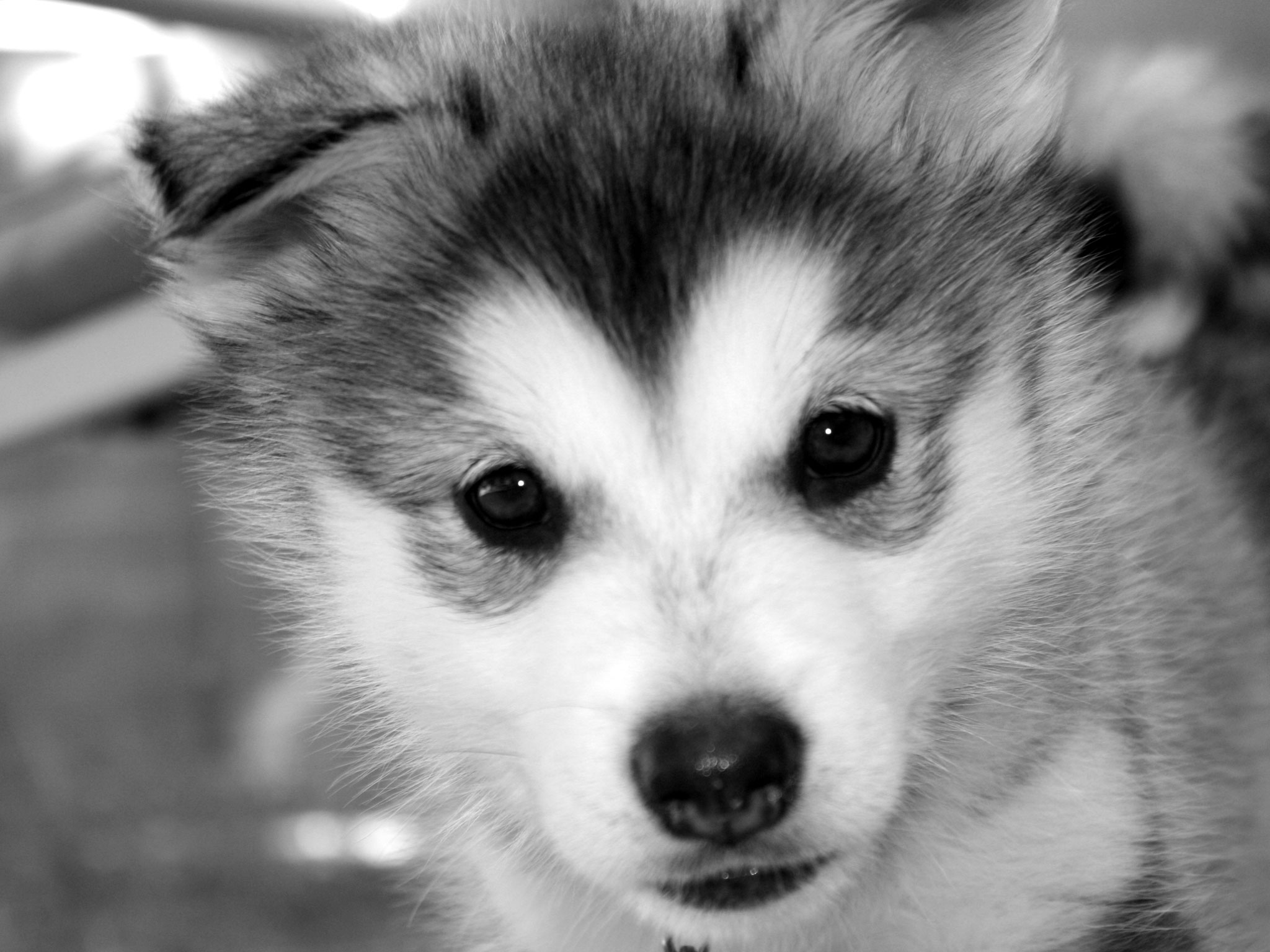 Cute Siberian Husky Puppies HD Wallpaper