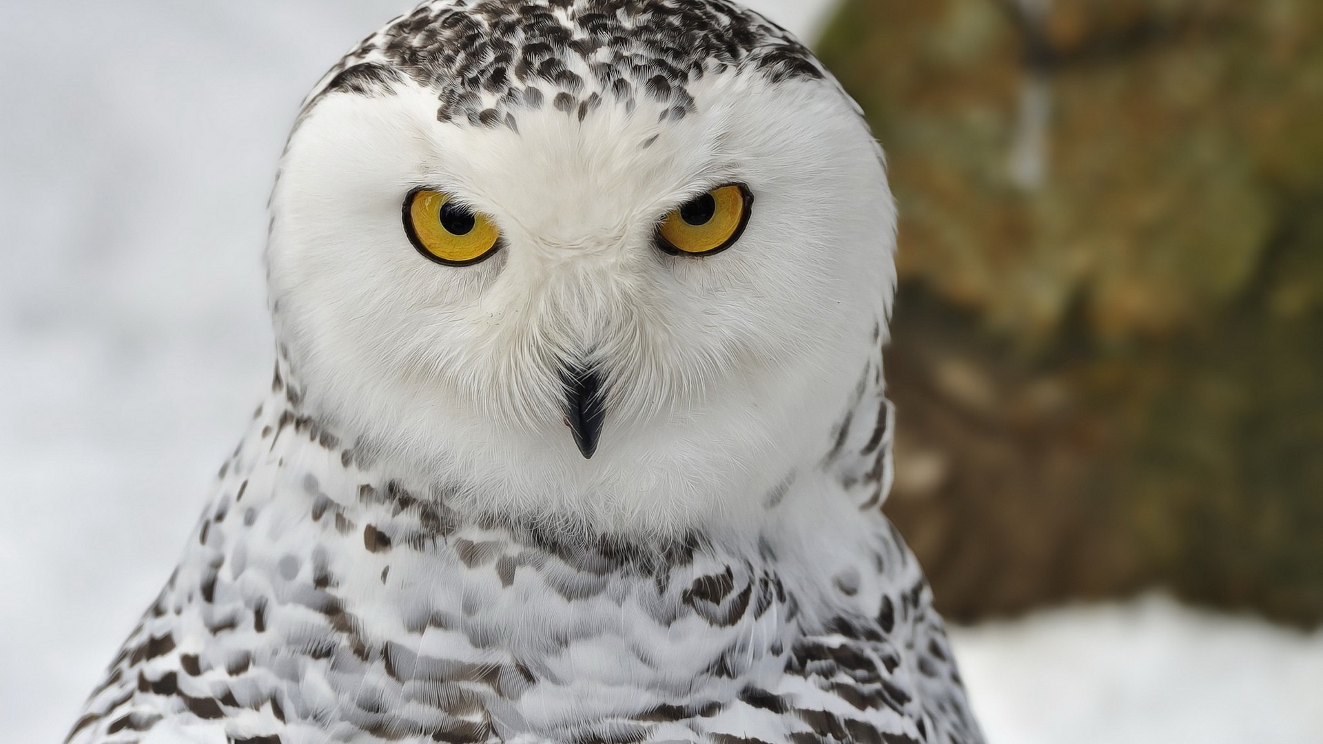 White Winter Owl Wallpaper