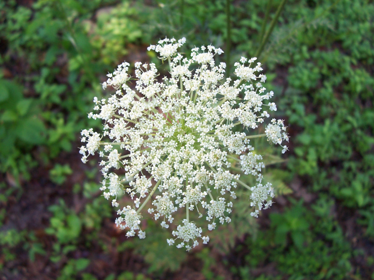 Image Queen Anne S Lace