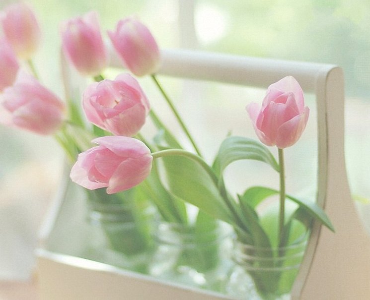 Pink Tulips Wallpaper Tulip