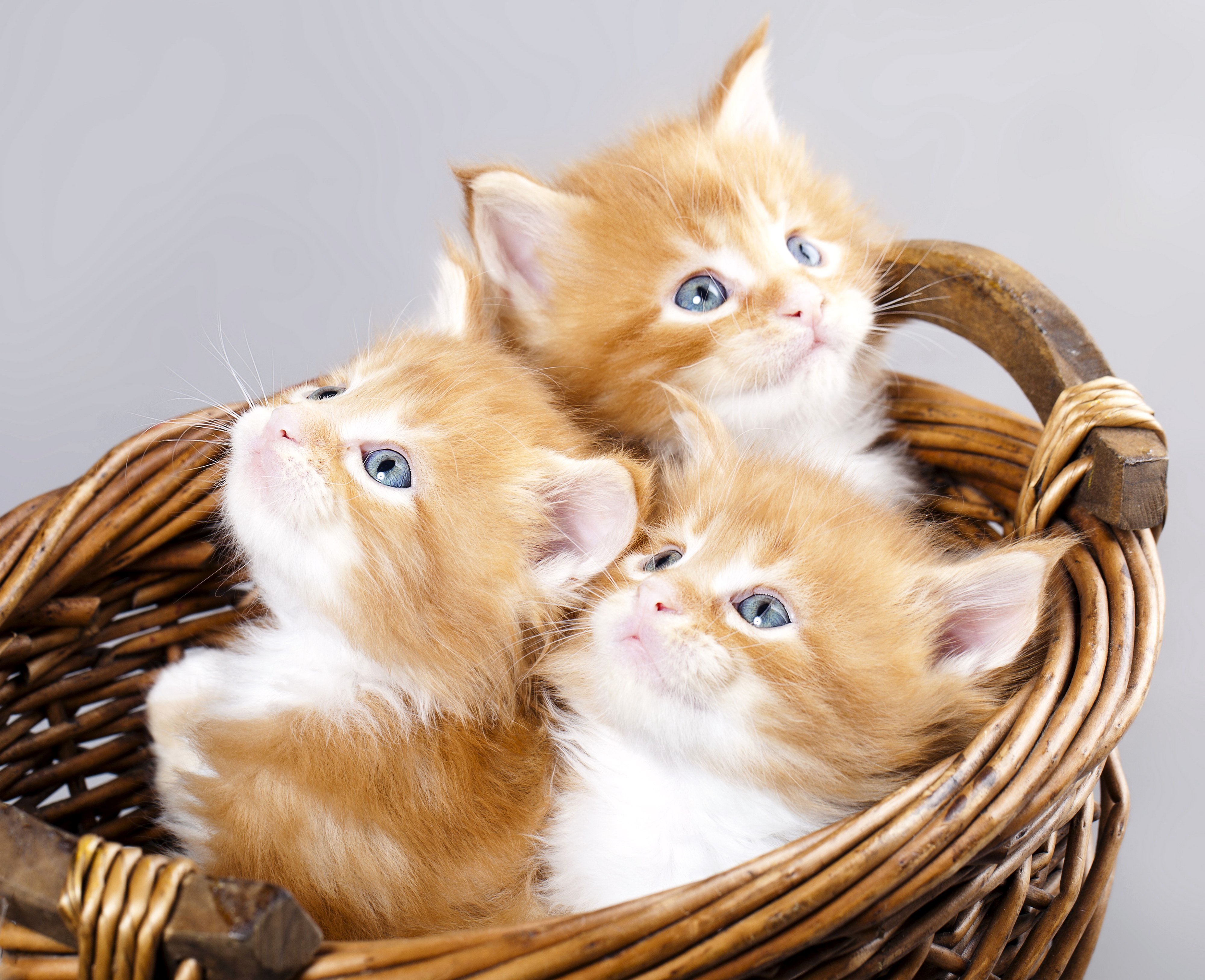 Three adorable ginger kittens nestled in a wicker basket, their bright blue eyes gazing upwards