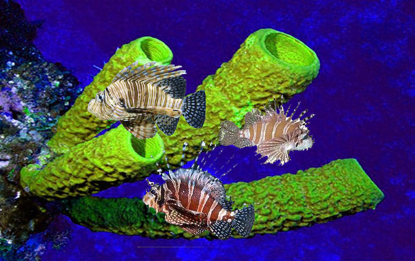 Dwarf Lionfish Dendrochirus Zebra Wallpaper