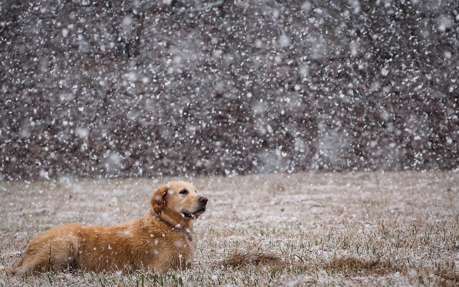 Winter wallpaper with dog in the snow HD Animals Wallpapers