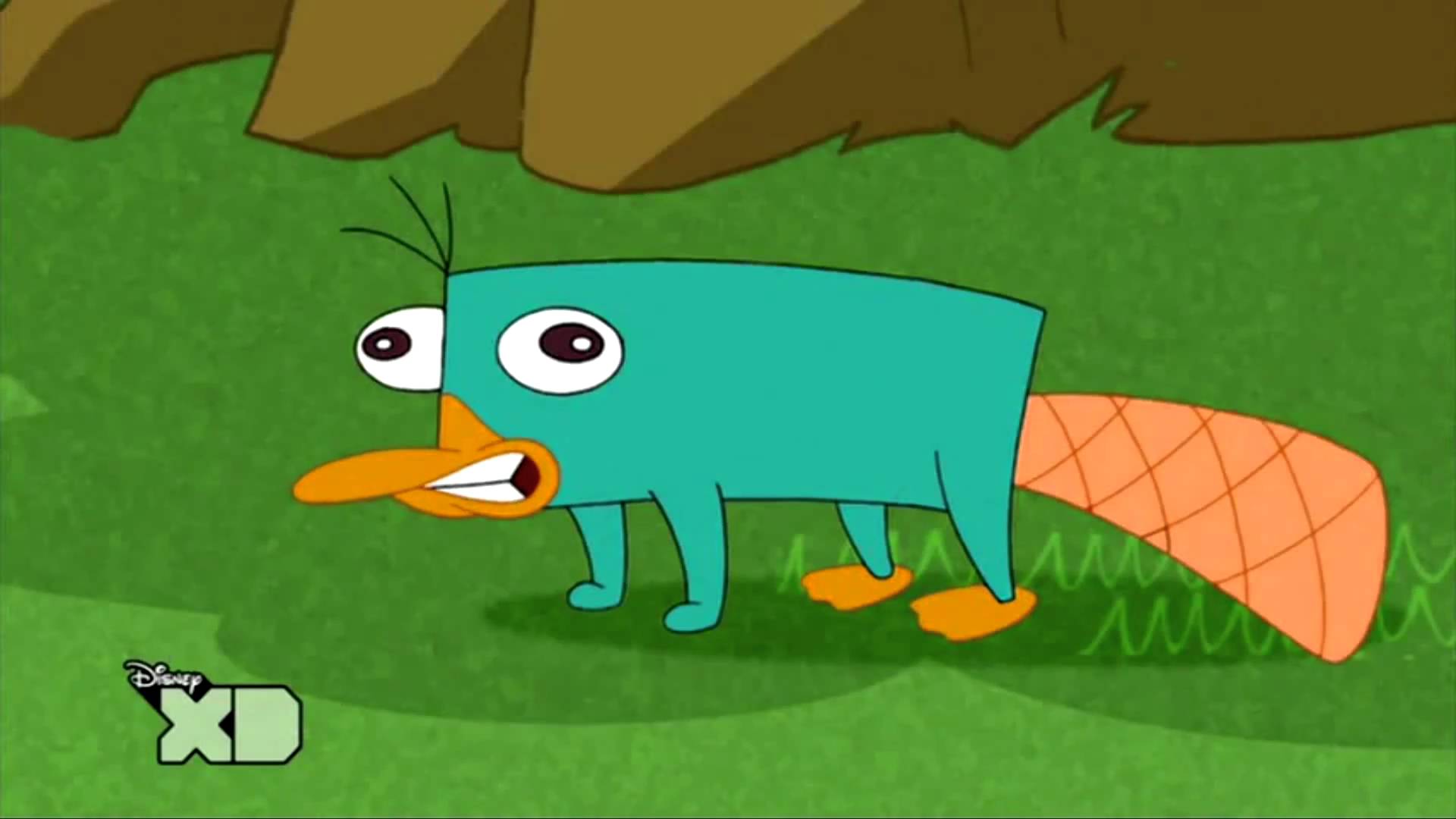 Animals For Perry The Platypus Wallpaper iPhone
