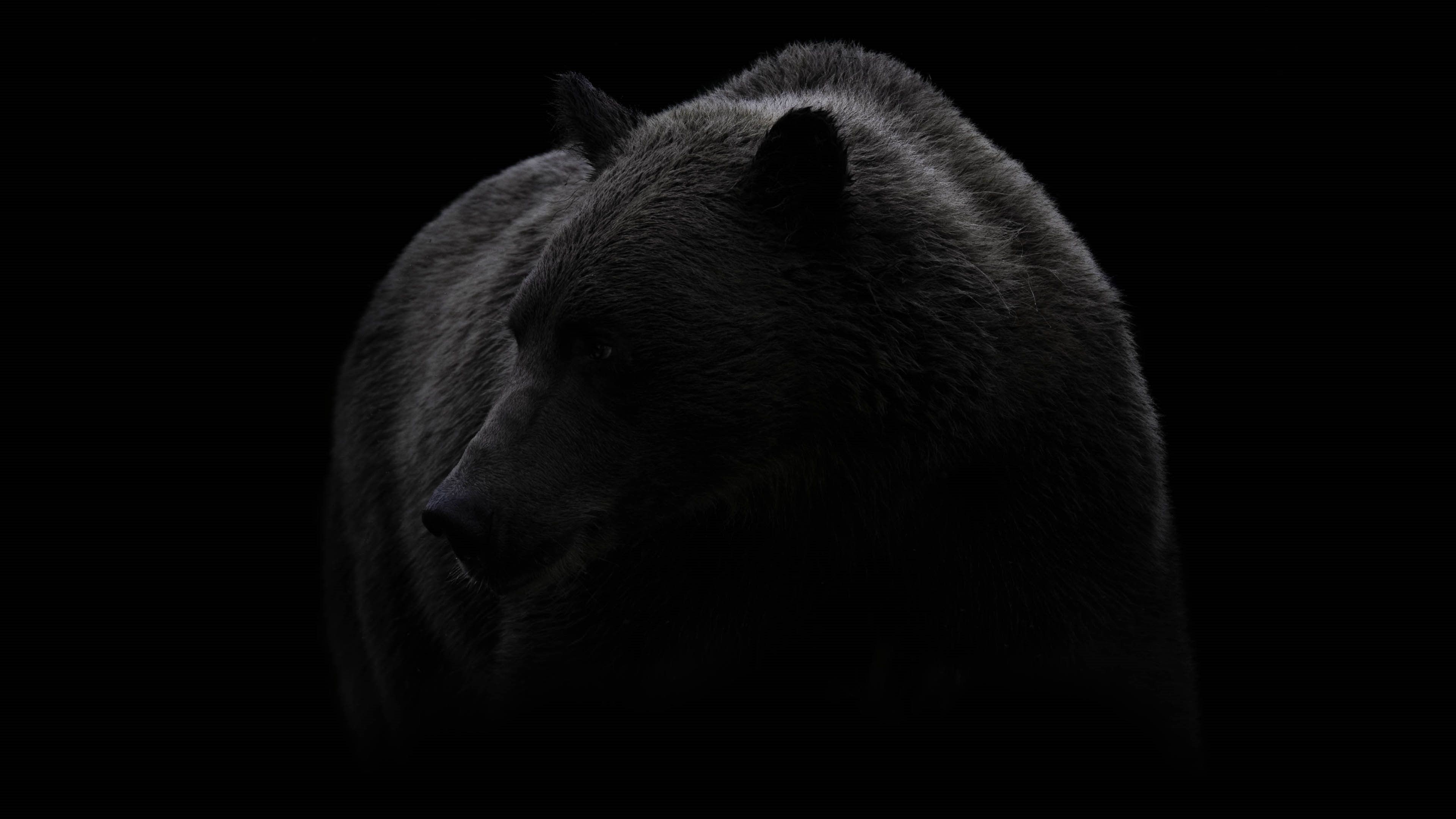 Black Bear Wallpaper