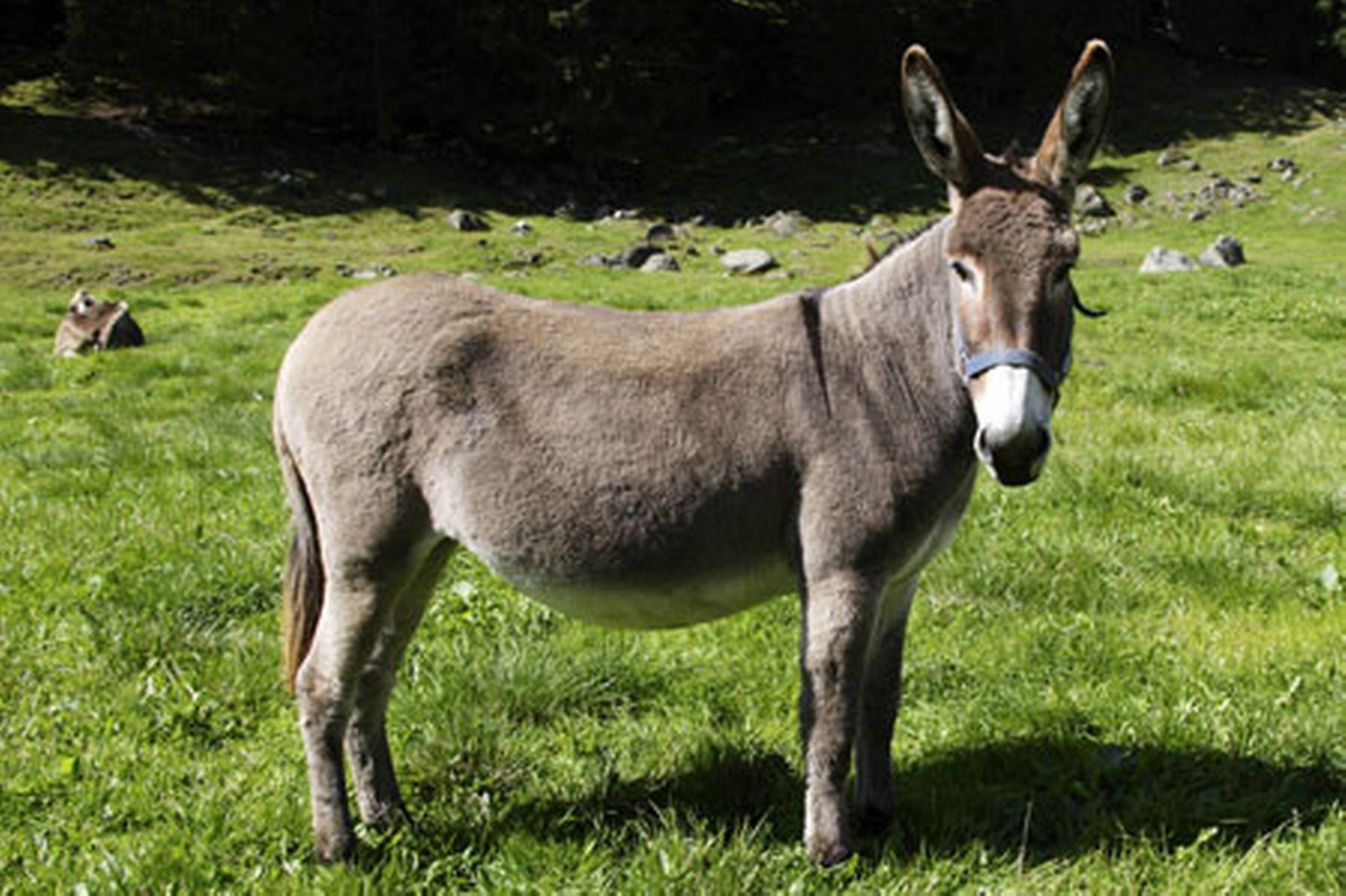 Donkey Wallpaper