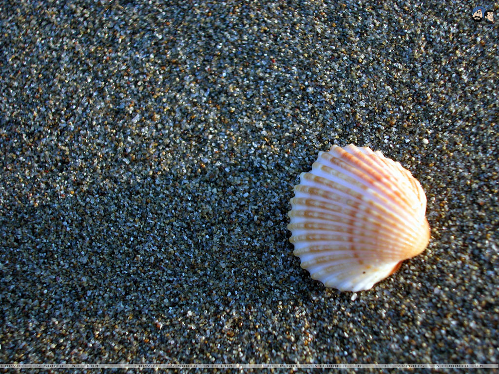 Seashells Wallpaper HD