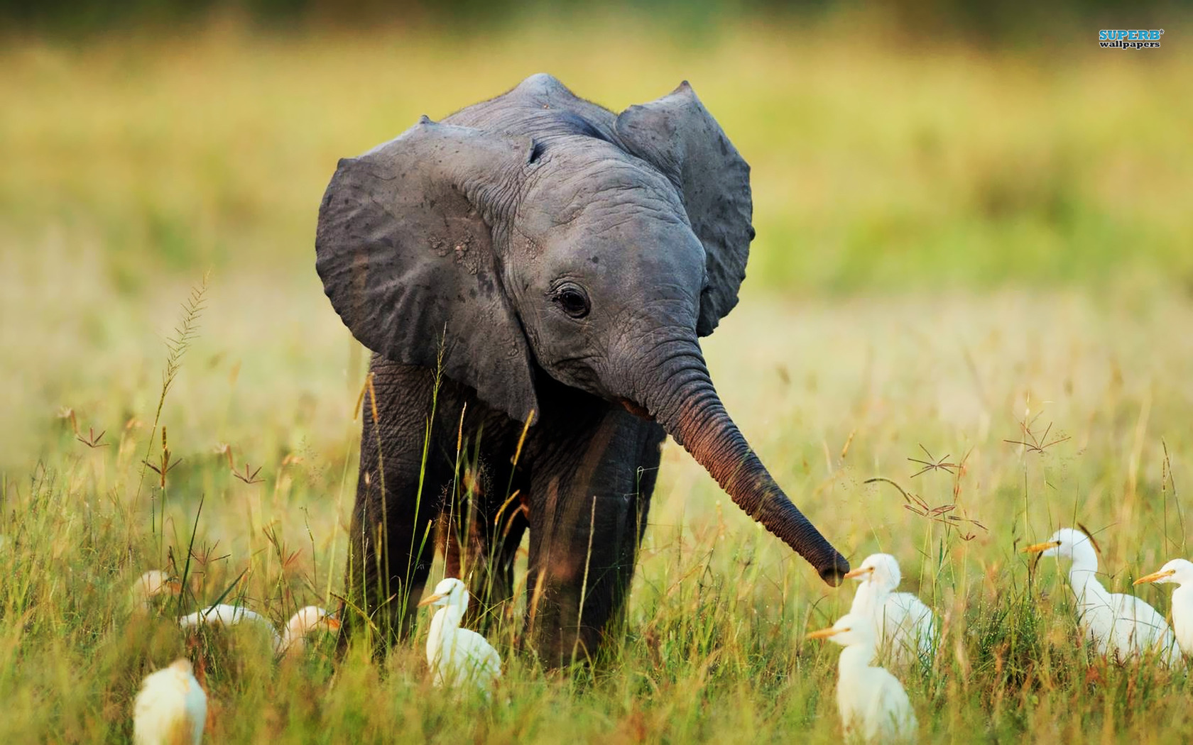 Pics Photos   Cute Baby Elephant