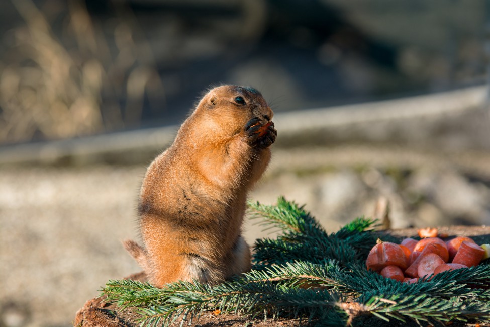 Gopher Rodent Eats Stock Photo Image Wallpaper HD Picture