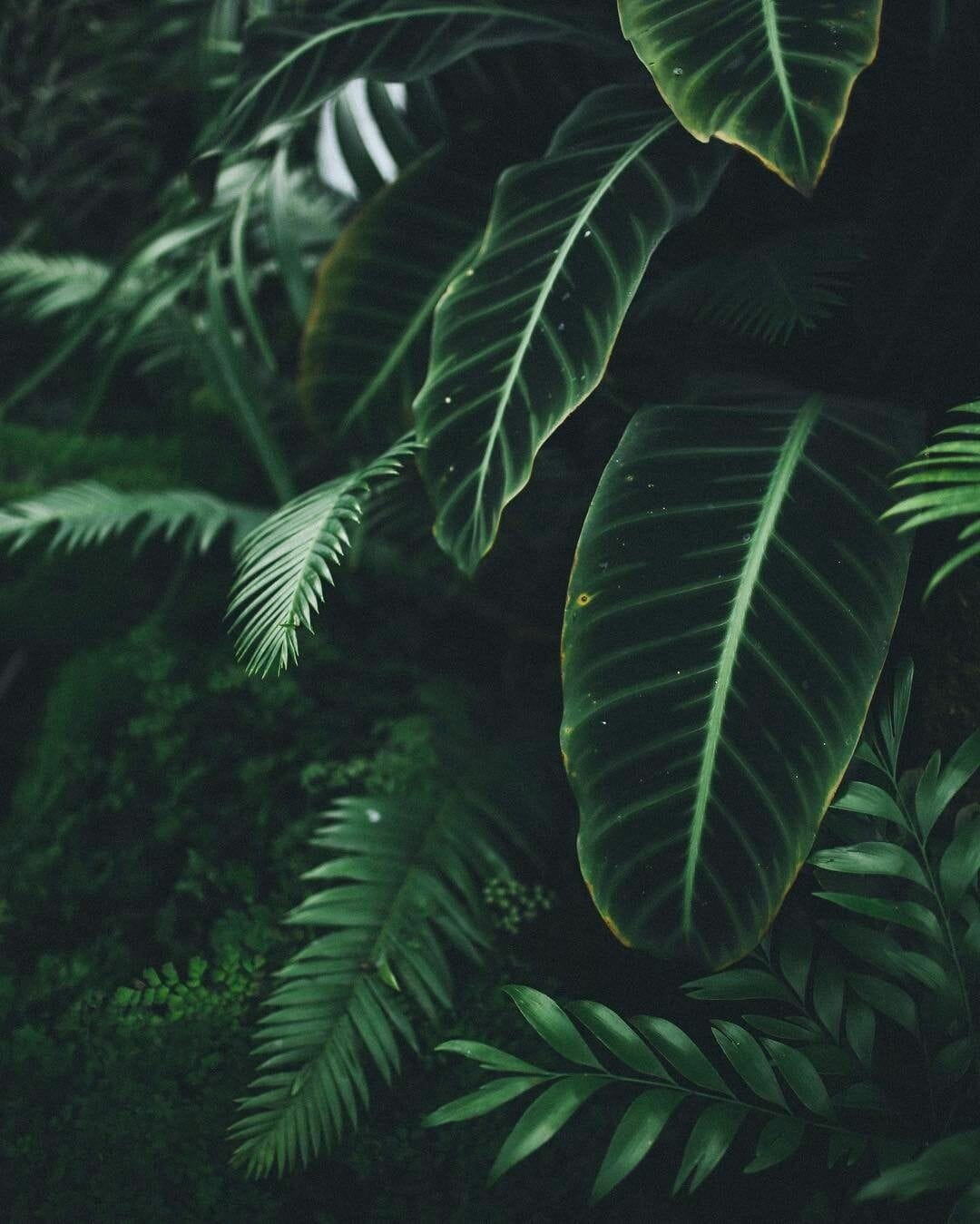 [90] welcome to the jungle Green Thumb Plants Wallpaper
