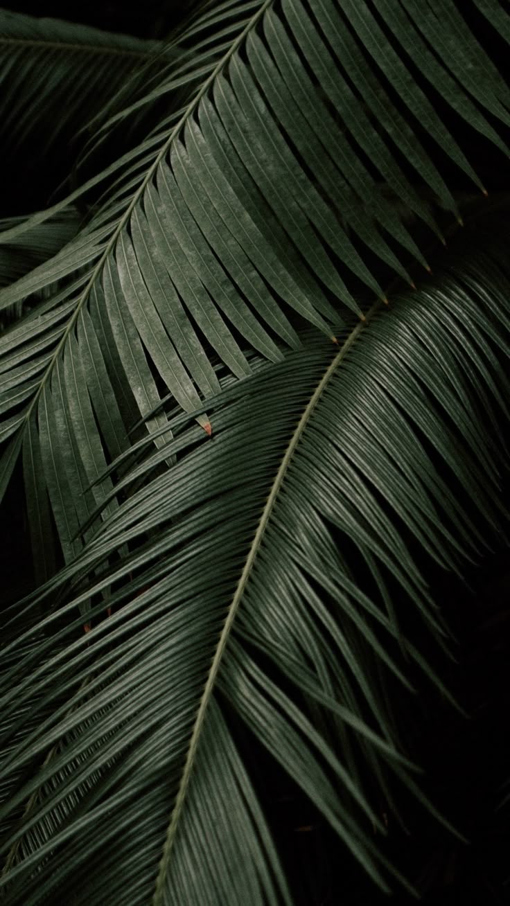 Palm Leaves Wallpaper