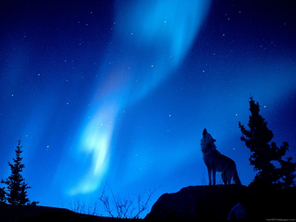 Wolf Howling Aurora Borealis