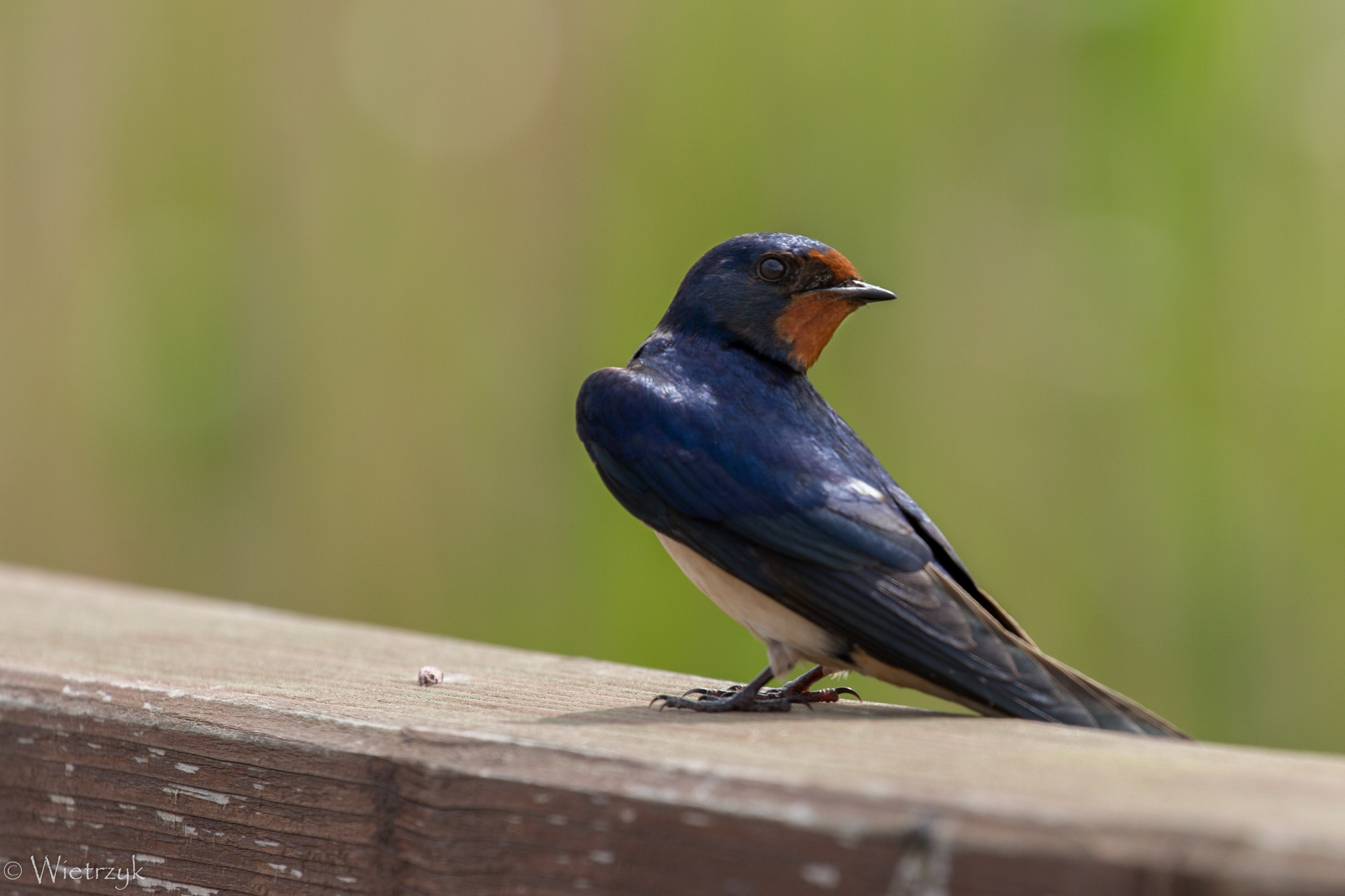 Desktop HD Swallow Background Photo Wallpaper