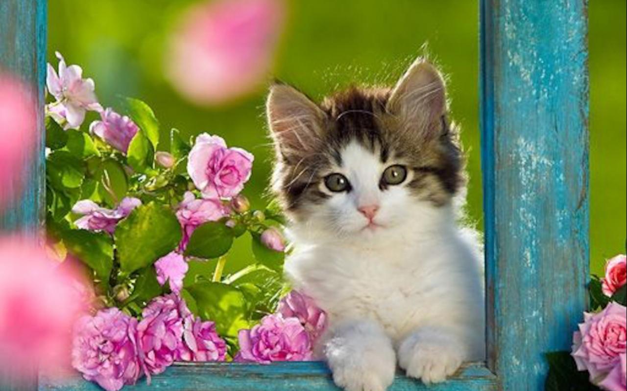 Best Cute Kitten Wallpaper No Of HD For