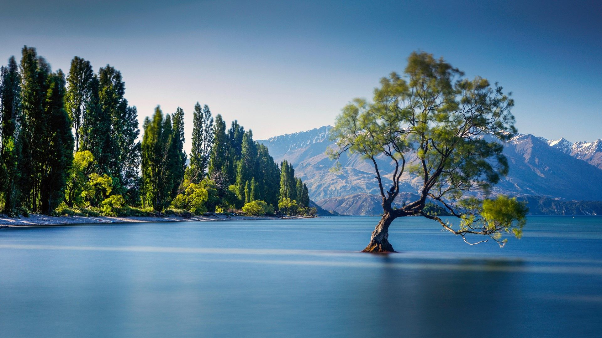 The Famous Wanaka Tree At Lake Otago New Zealand
