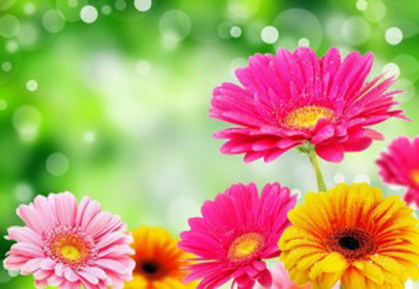 Gerbera Glare Drop Bright Colorful Background wallpapers
