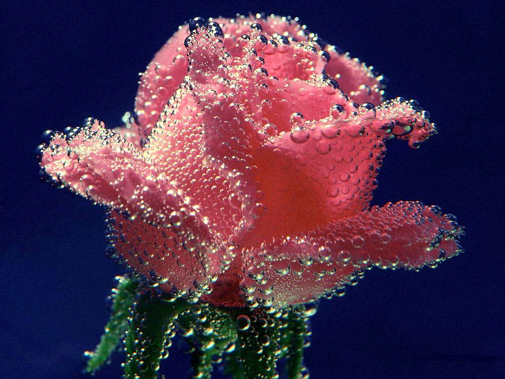 Rose Flowers Wallpaper Roses