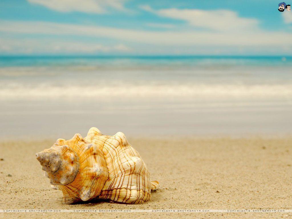Seashell Wallpaper