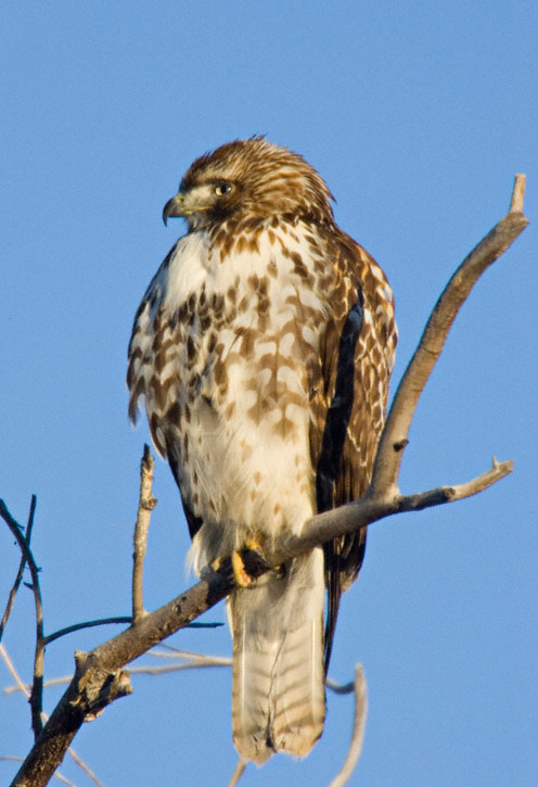 The Red tailed Hawk here was in Yellowstone National Park Wyoming in