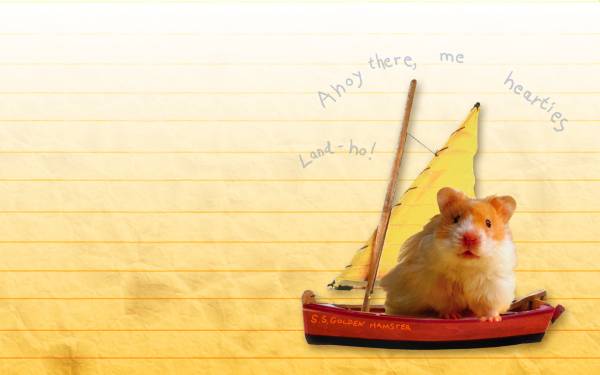 Animal Funny Hamster Boat Swim Desktop Wallpaper