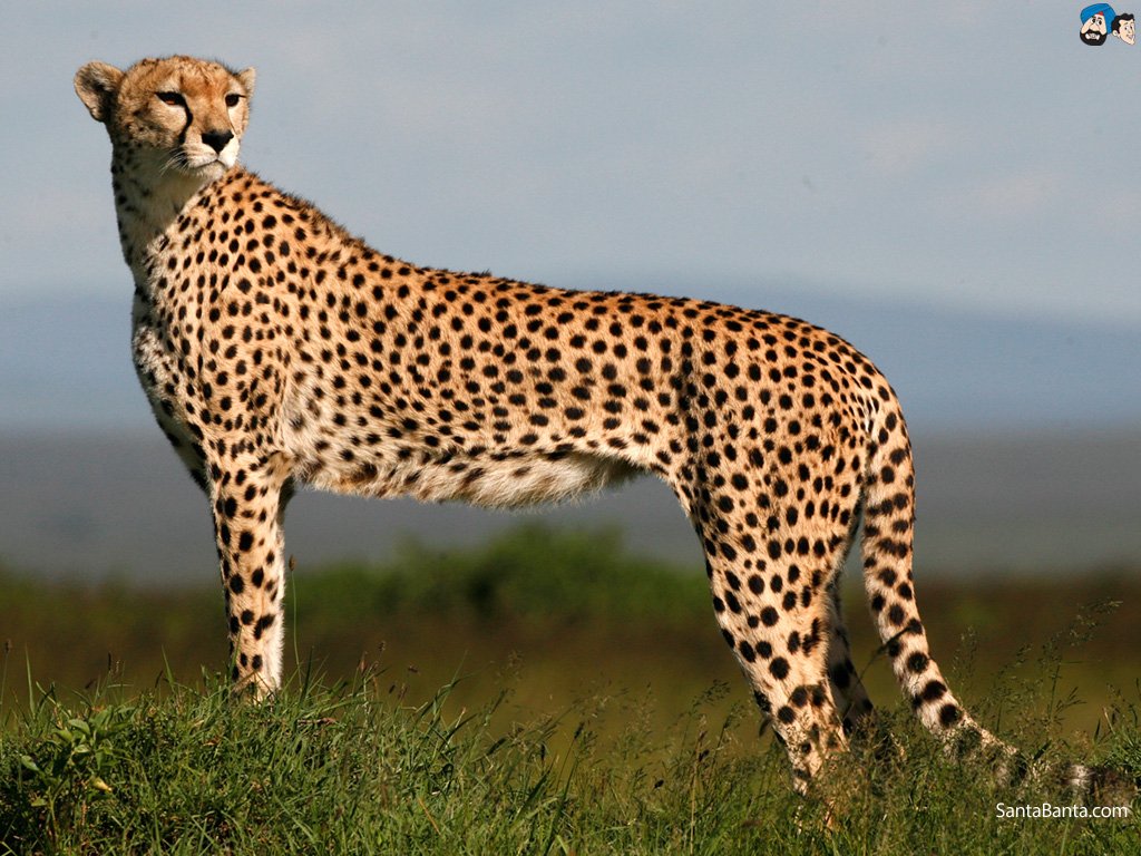 Cheetah Wallpapers HD Download