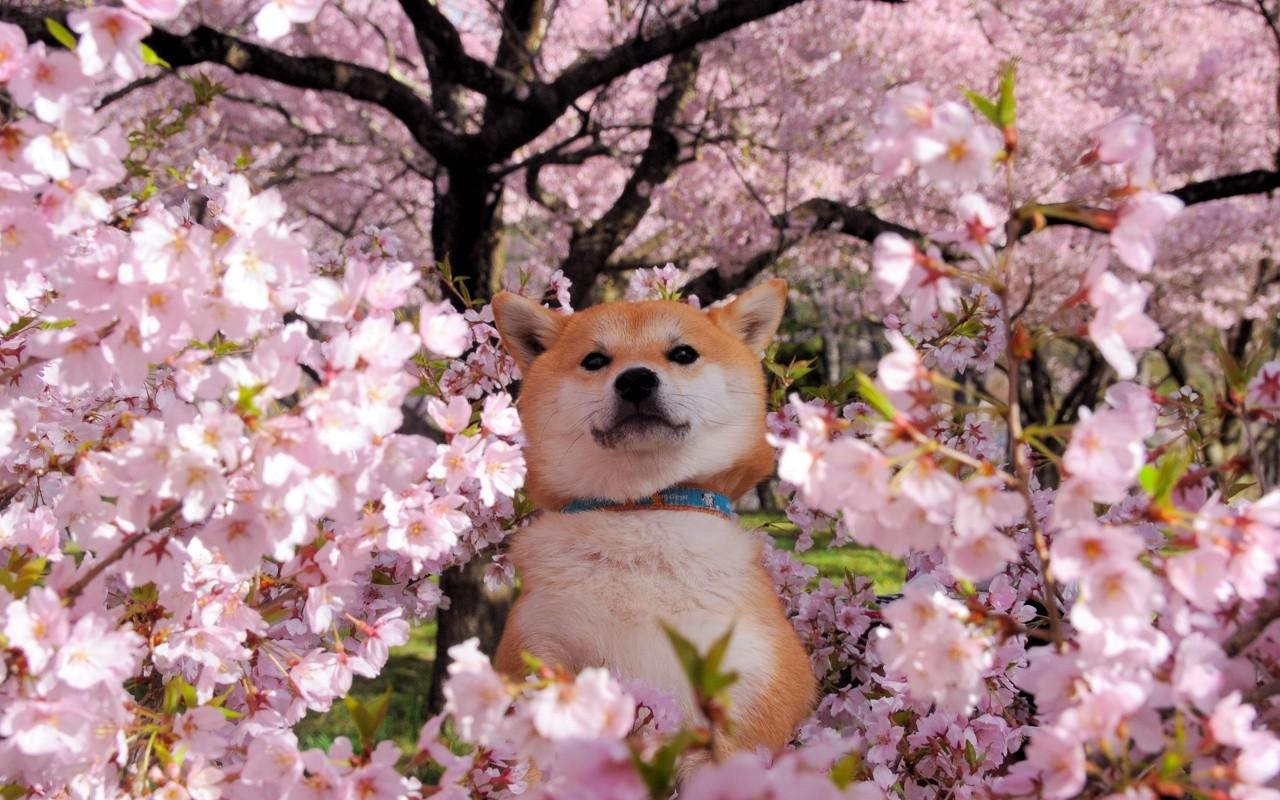 Akita Wallpaper Pc Laptop Pics In FHD Li964