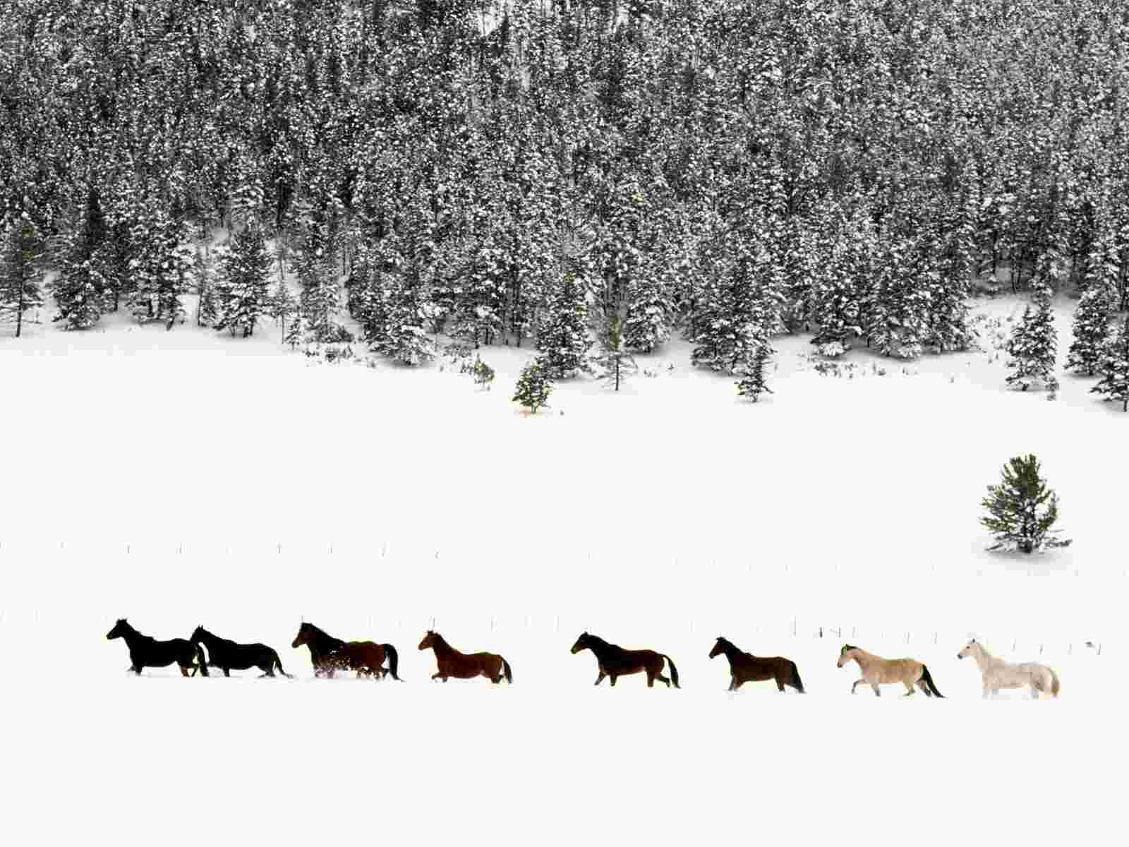 Snowy Pasture Quarter Horses Wallpaper Farm Animals Nature
